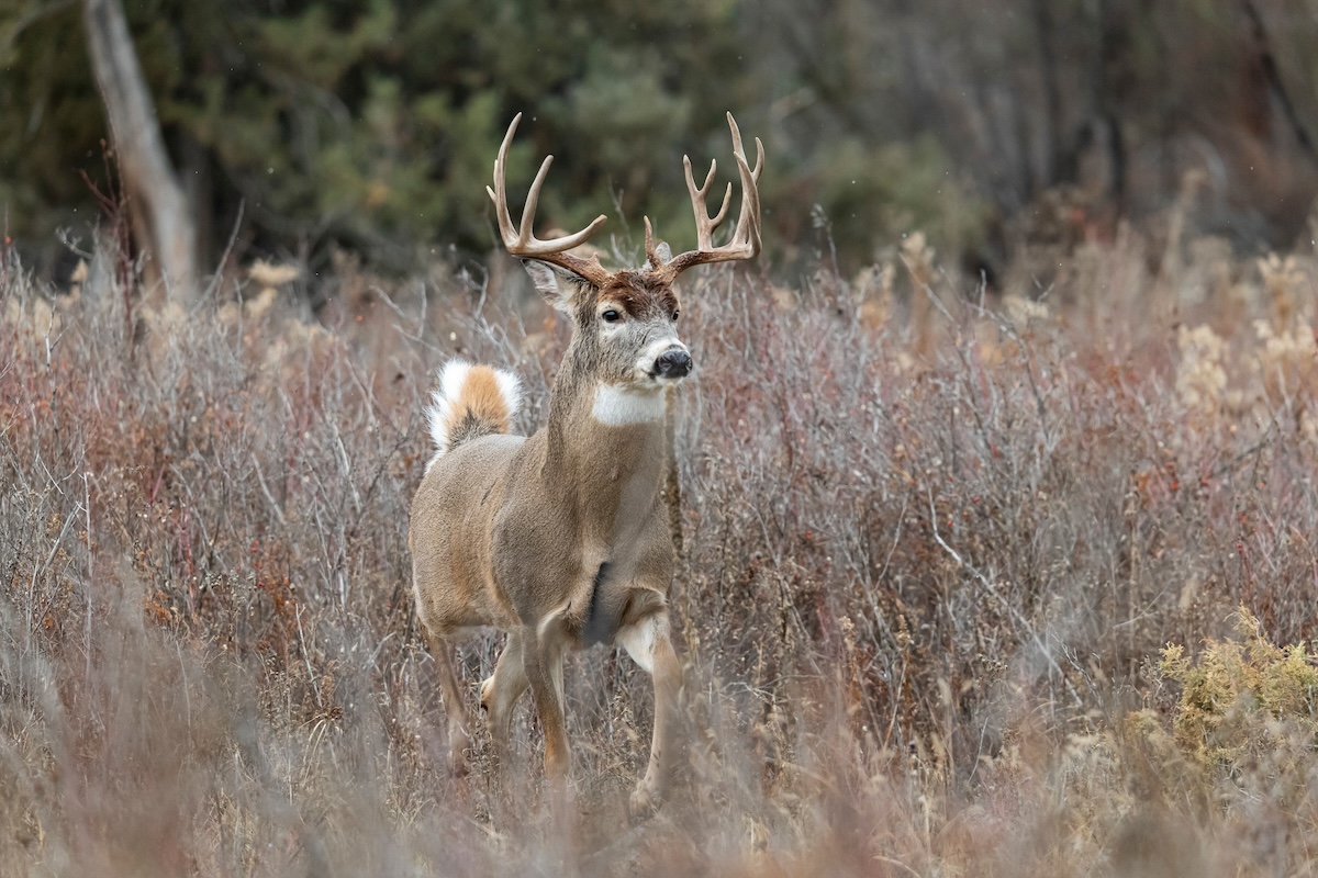 Total Whitetail Property Makeover Contest