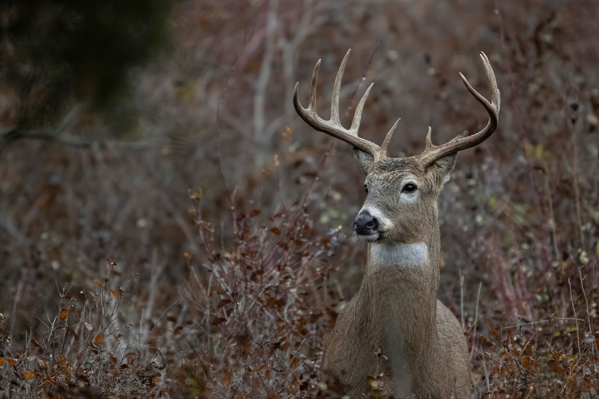 Total Whitetail Property Makeover Contest