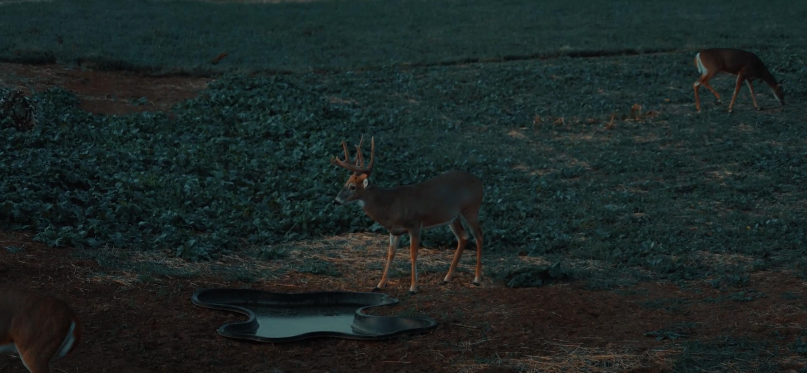 Where To Put Water Holes For Deer Hunting