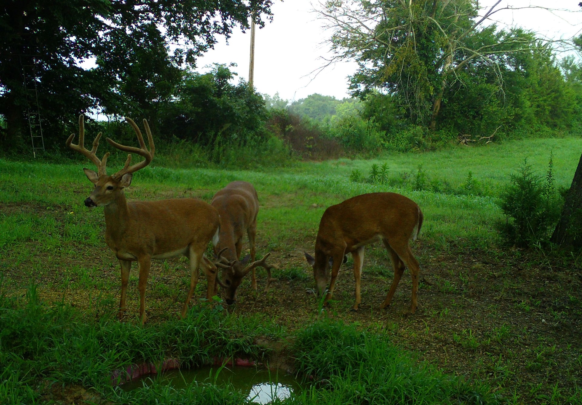 Best Strategies For Hunting Big Deer