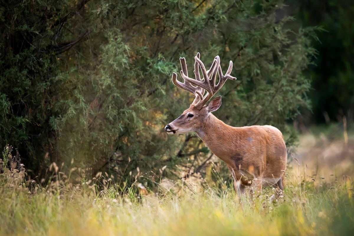 Best Strategies For Hunting Big Deer
