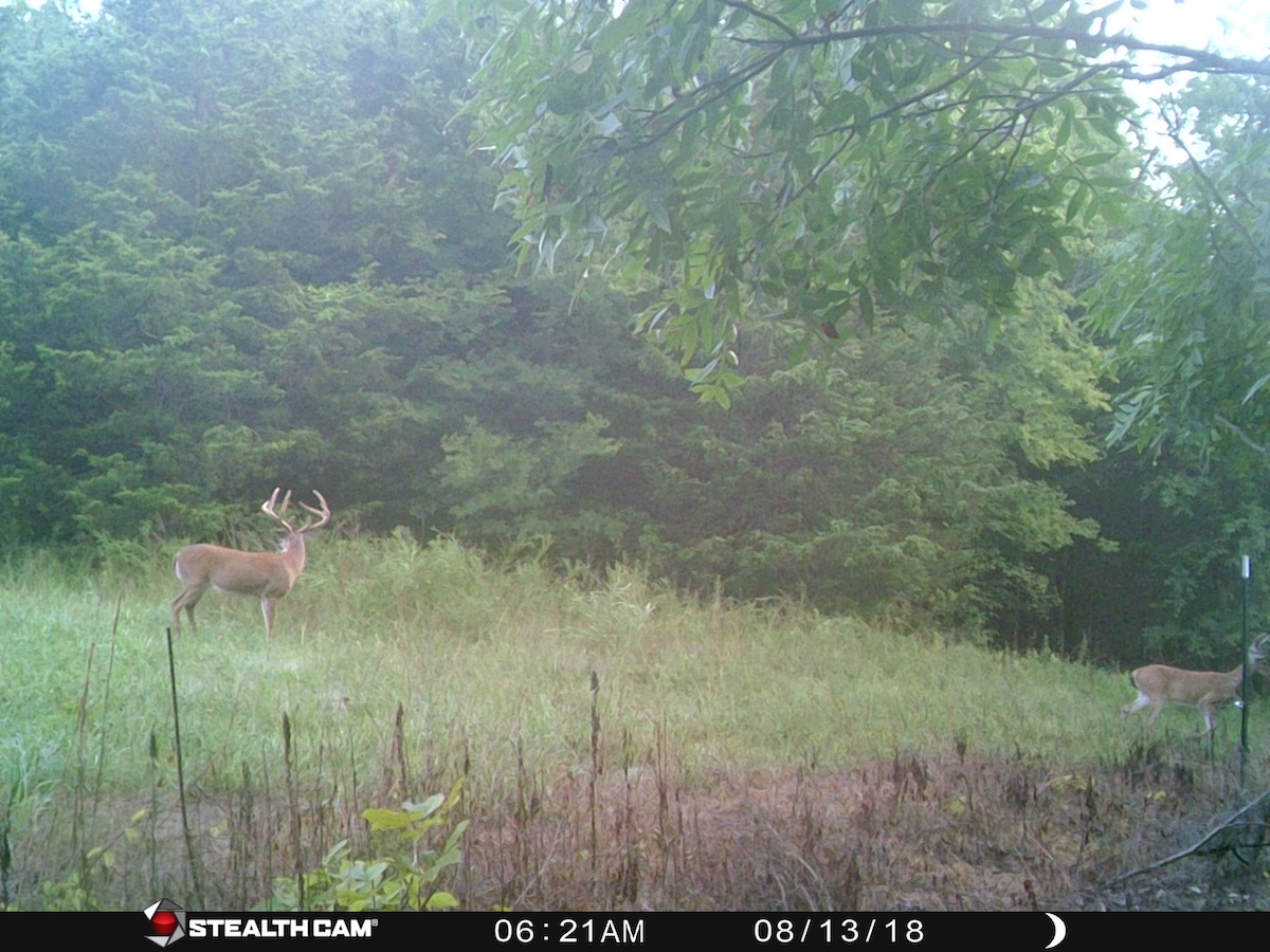Best Strategies For Hunting Big Deer