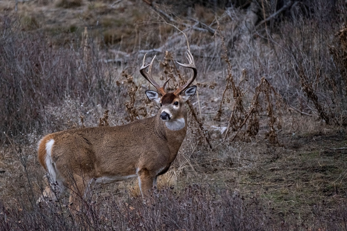 Best Strategies For Hunting Big Deer