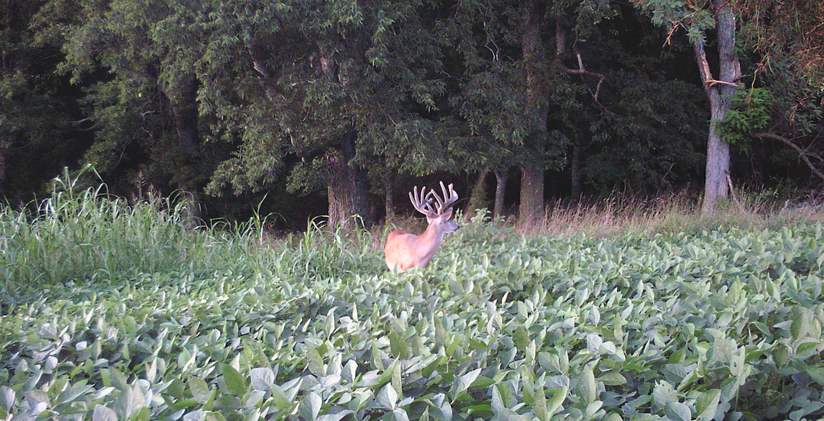 Finding a Buck’s Core Area