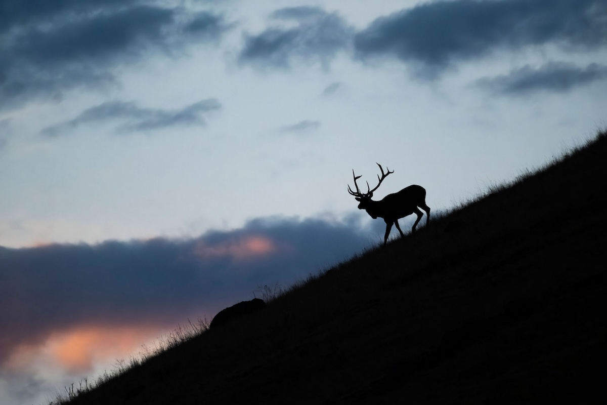 How To Hunt Elk