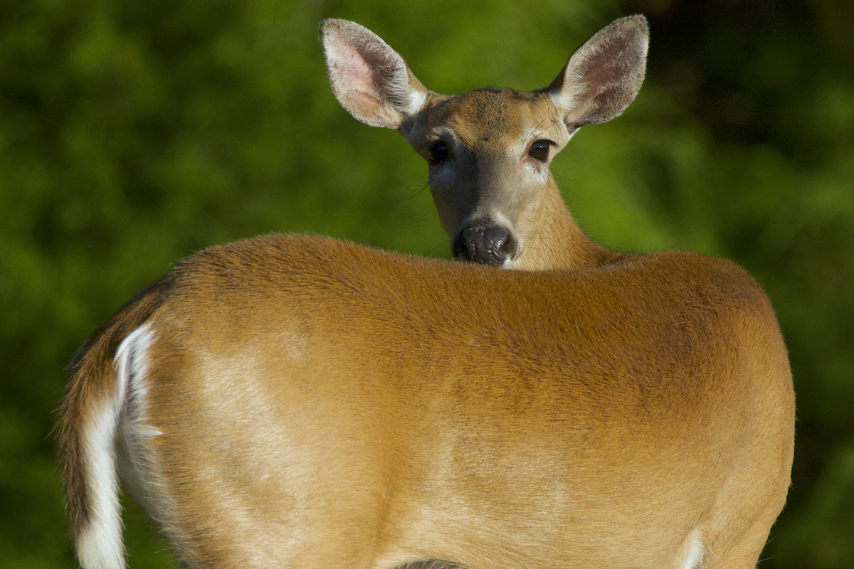 How To Hunt Whitetail Does