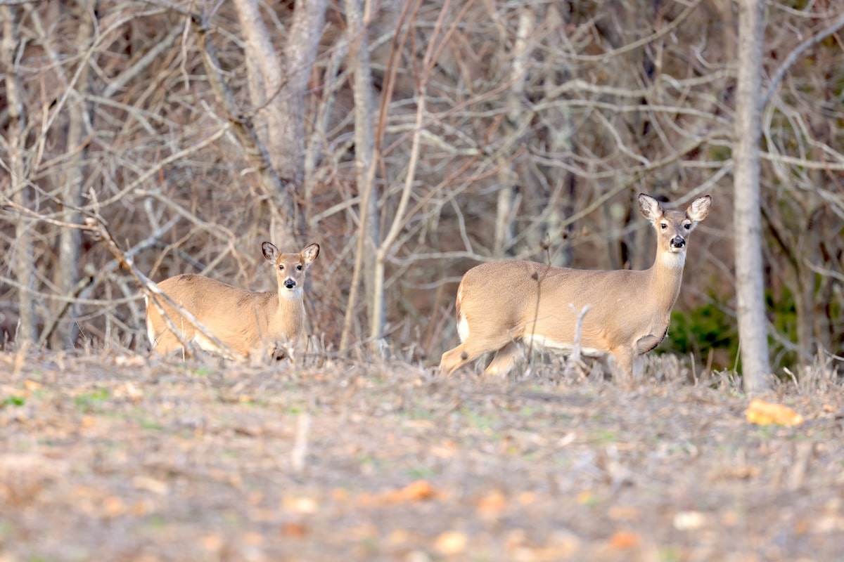 How To Hunt Whitetail Does