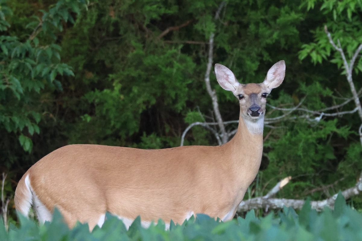 How To Hunt Whitetail Does