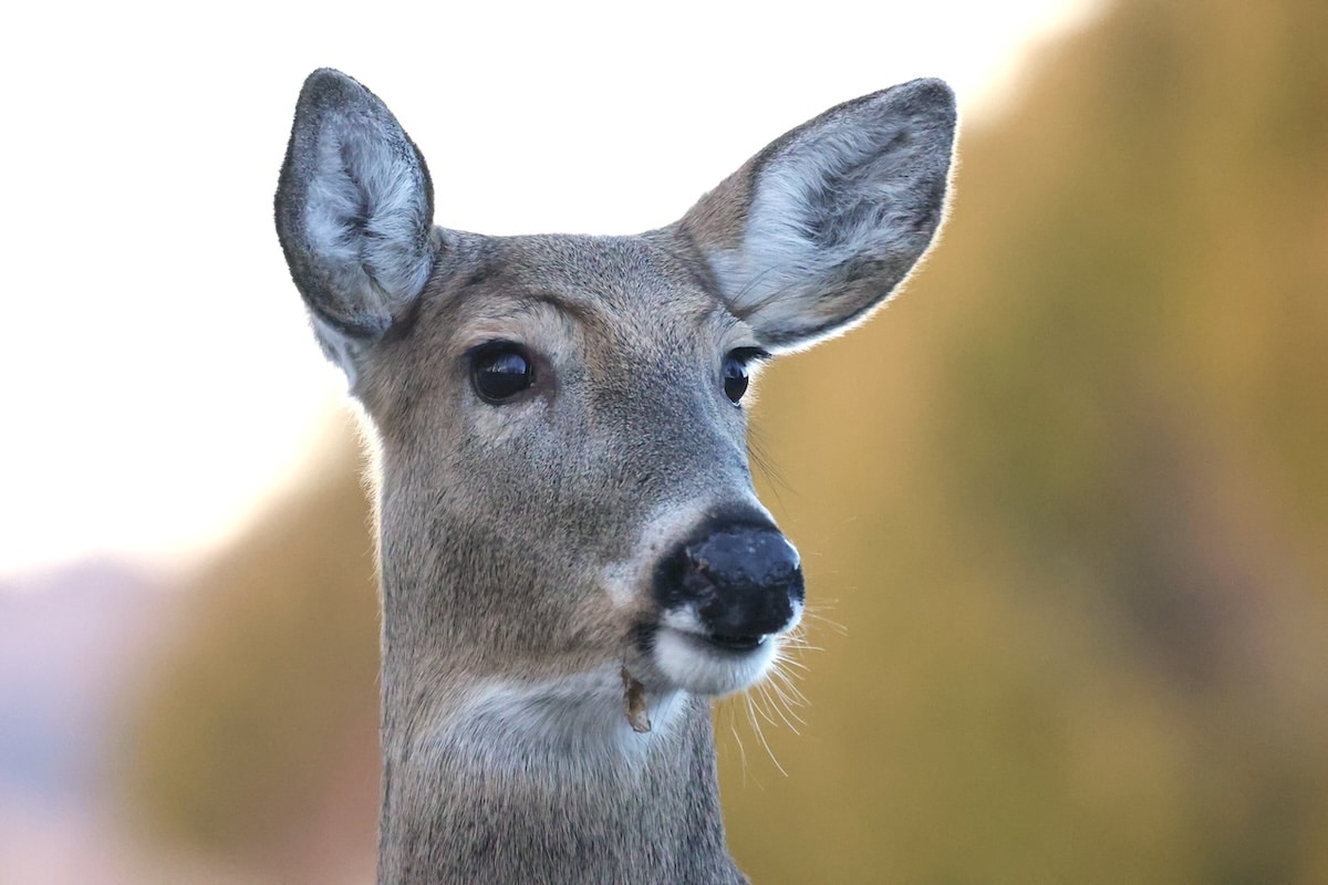 How To Hunt Whitetail Does