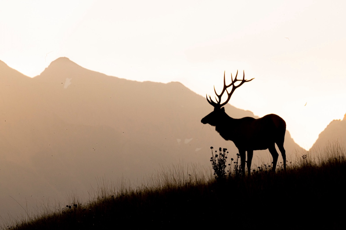 Hiking Miles Deep to Hunt Elk