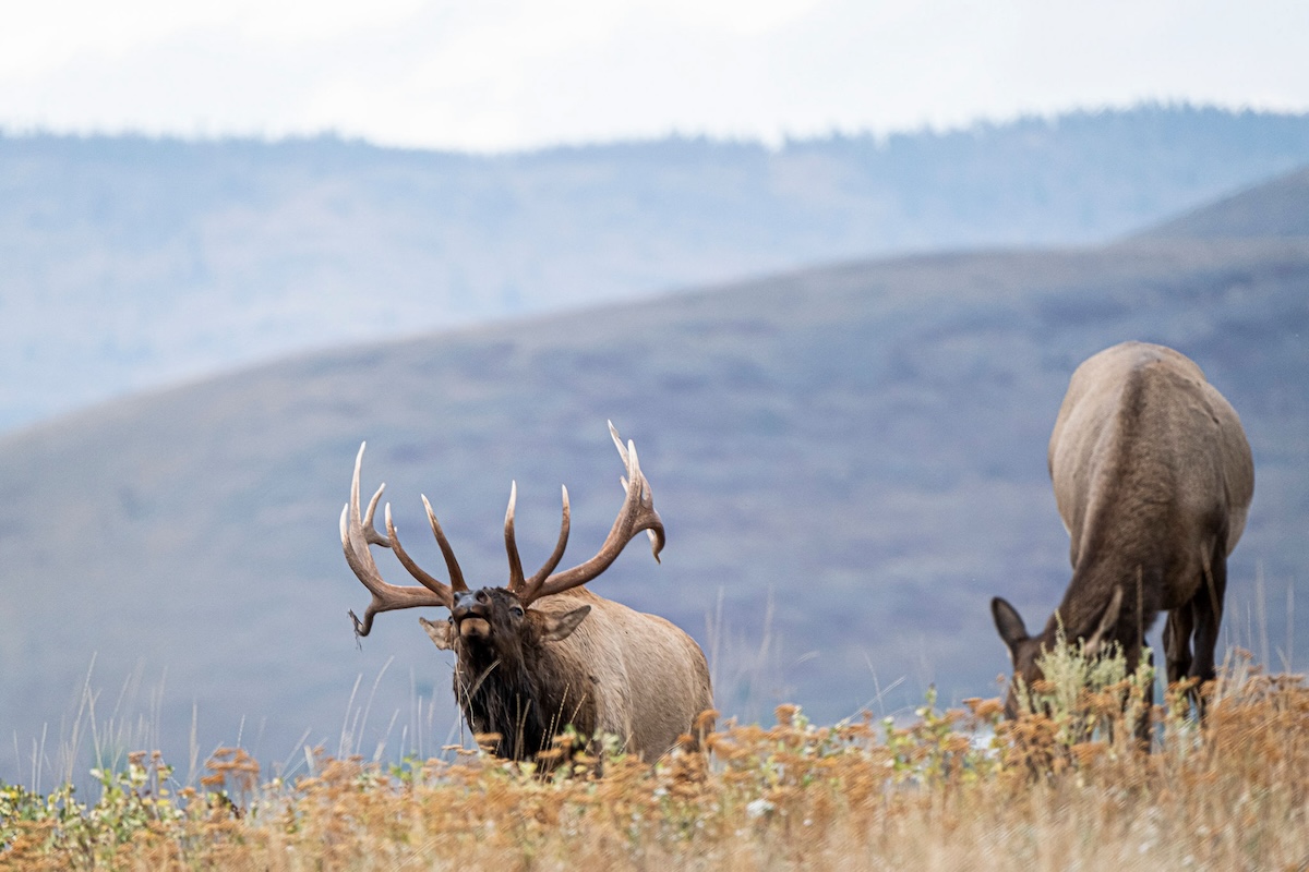 Hiking Miles Deep to Hunt Elk