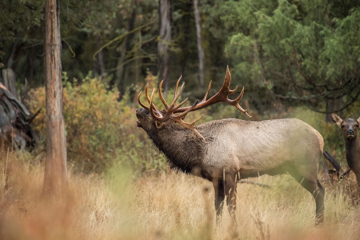 Hiking Miles Deep to Hunt Elk