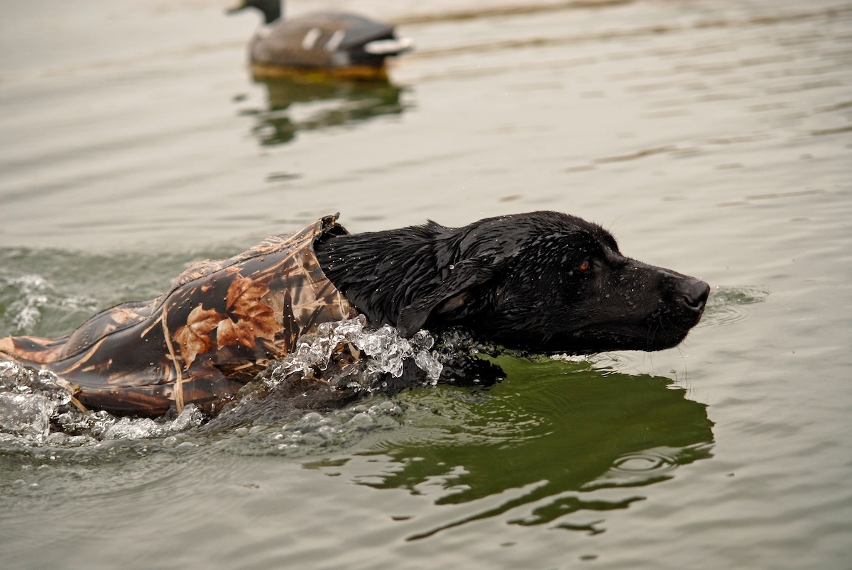 Hunting Early Season Ducks