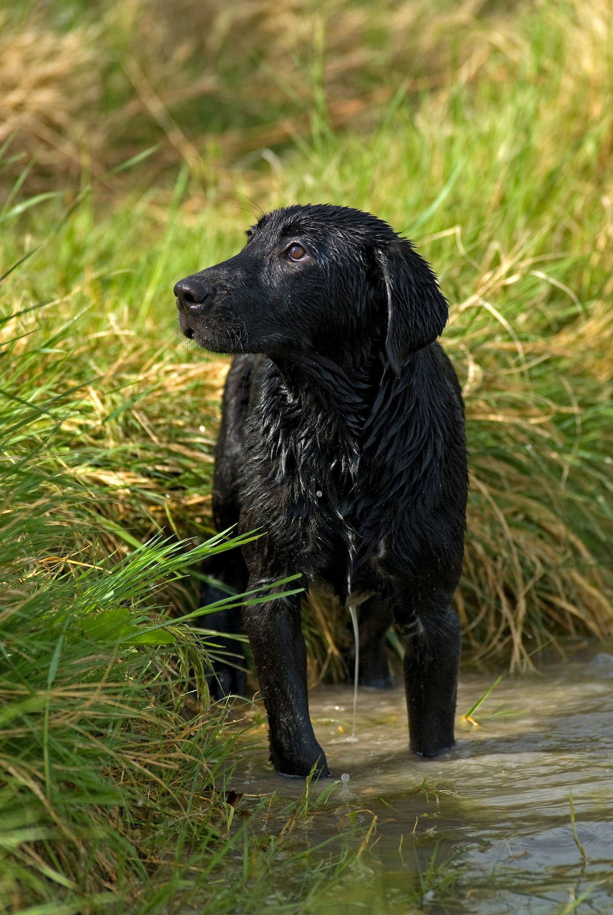 Hunting Early Season Ducks