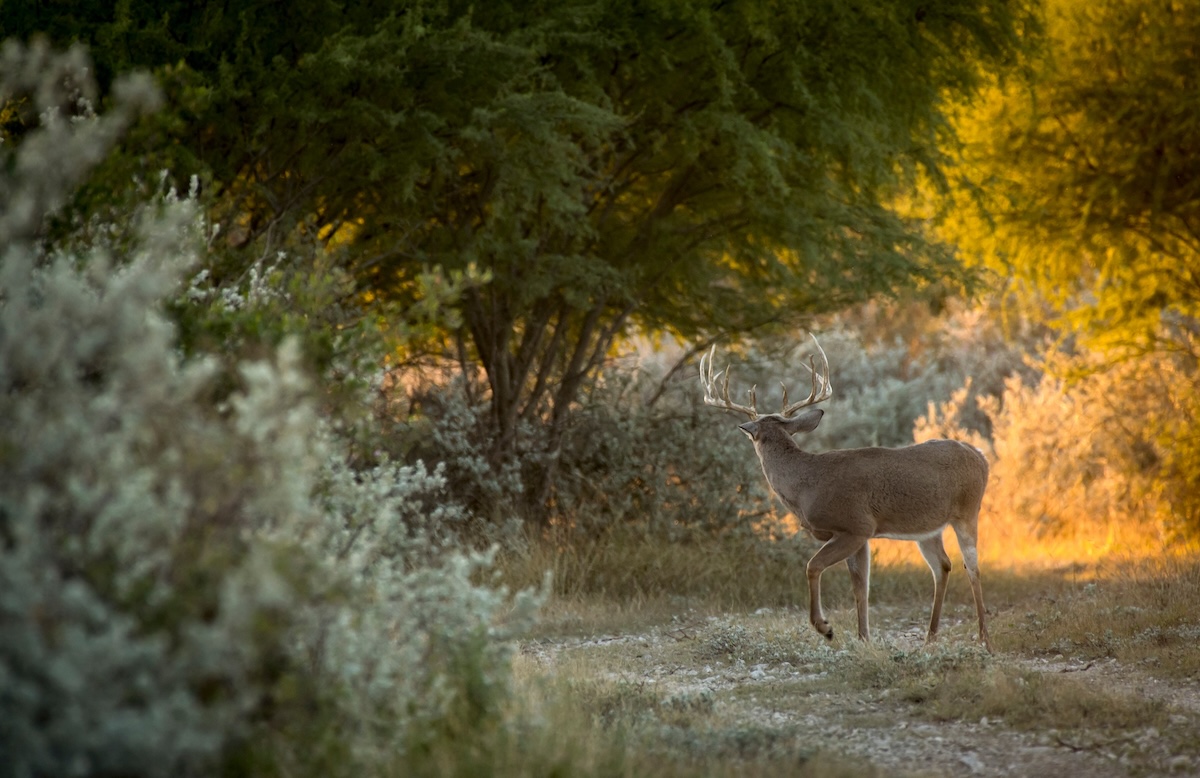 Deer Sense Of Smell 5