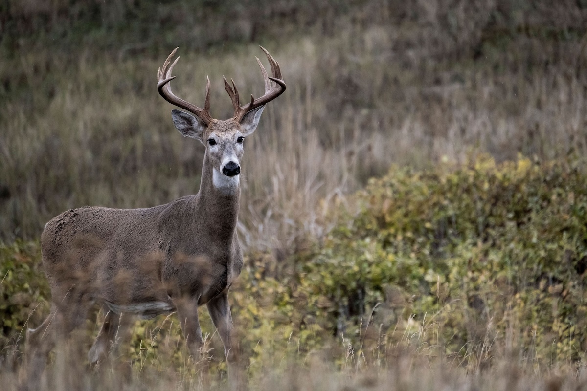 Early Season Deer Hunting
