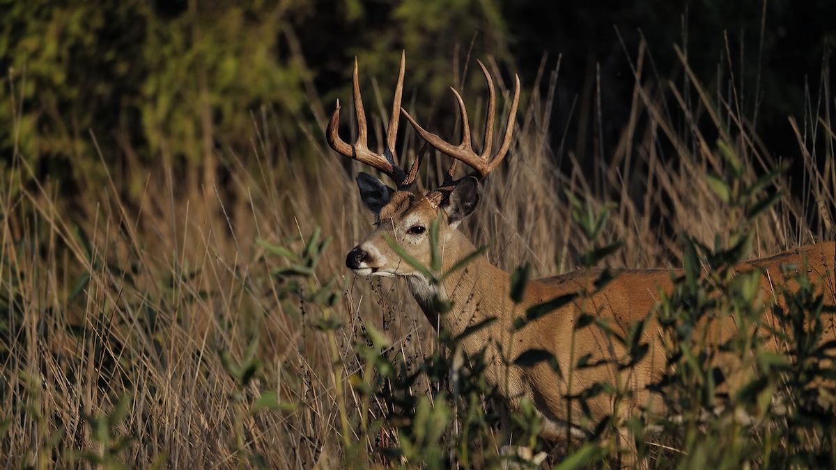 Early Season Deer Hunting