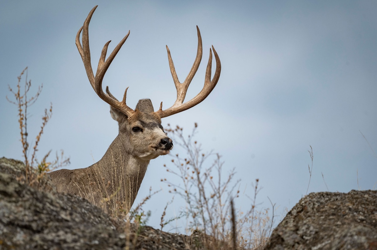 How to Bowhunt Prairie Mule Deer