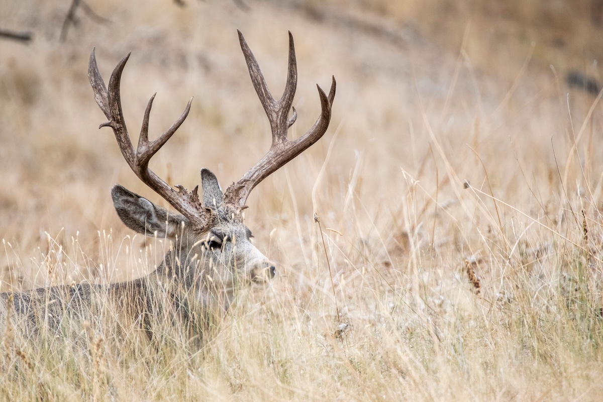 How to Bowhunt Prairie Mule Deer