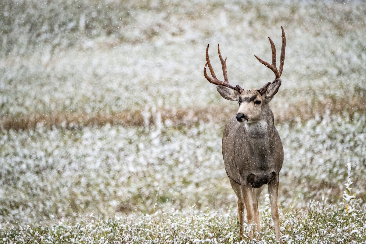 How To Hunt Mule Deer
