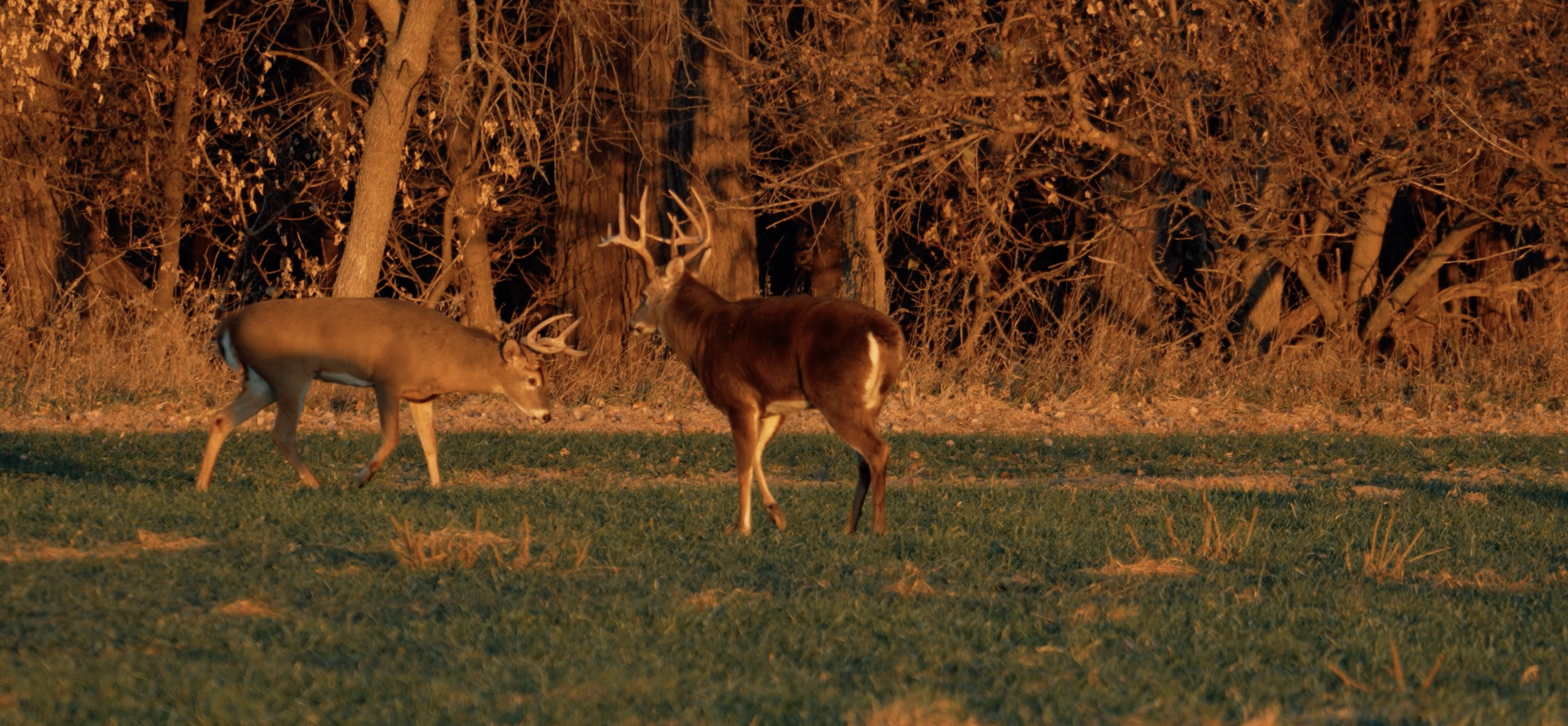 Planting Cereal Grain Food Plots For Deer