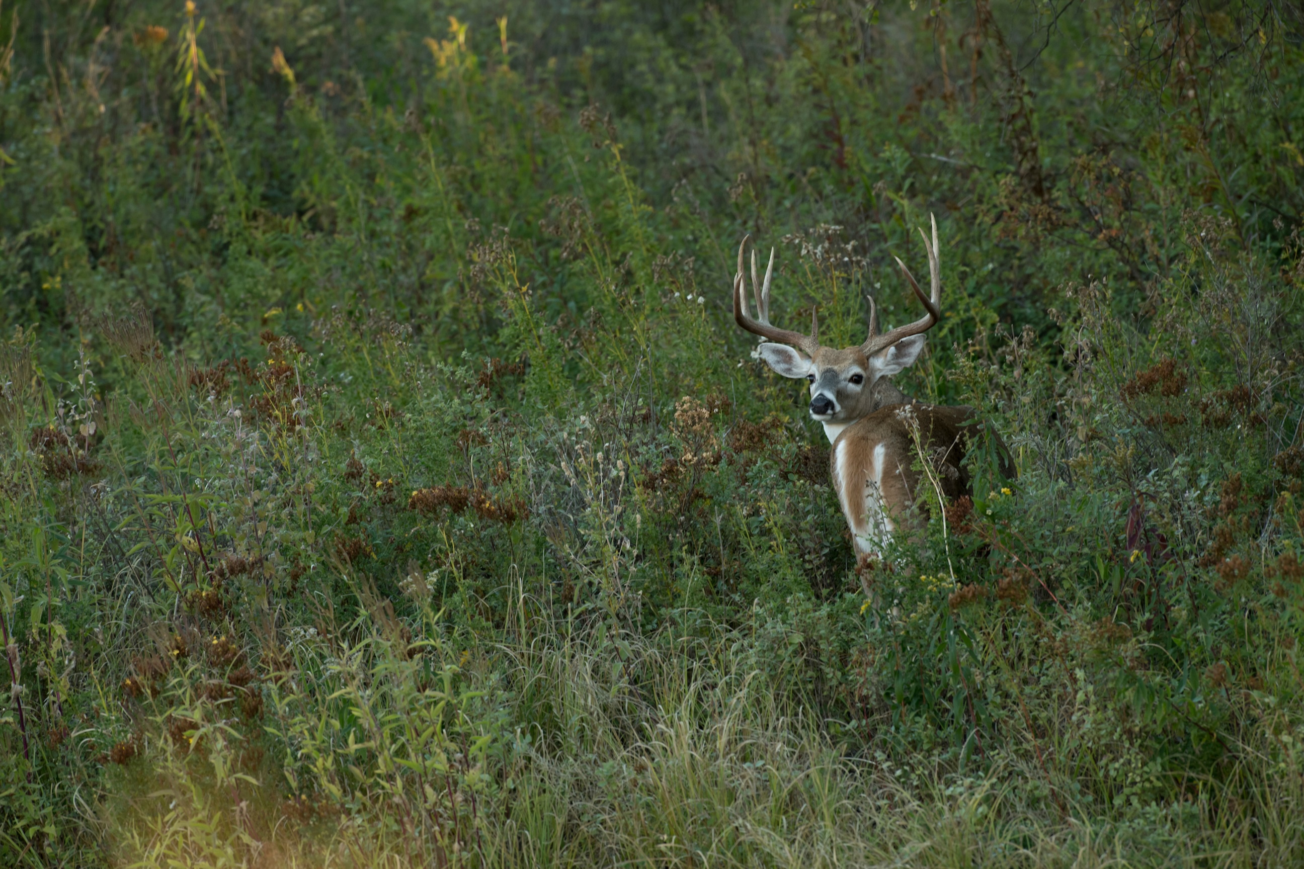 Bowhunting Big Bucks Near Big Cities - HuntStand