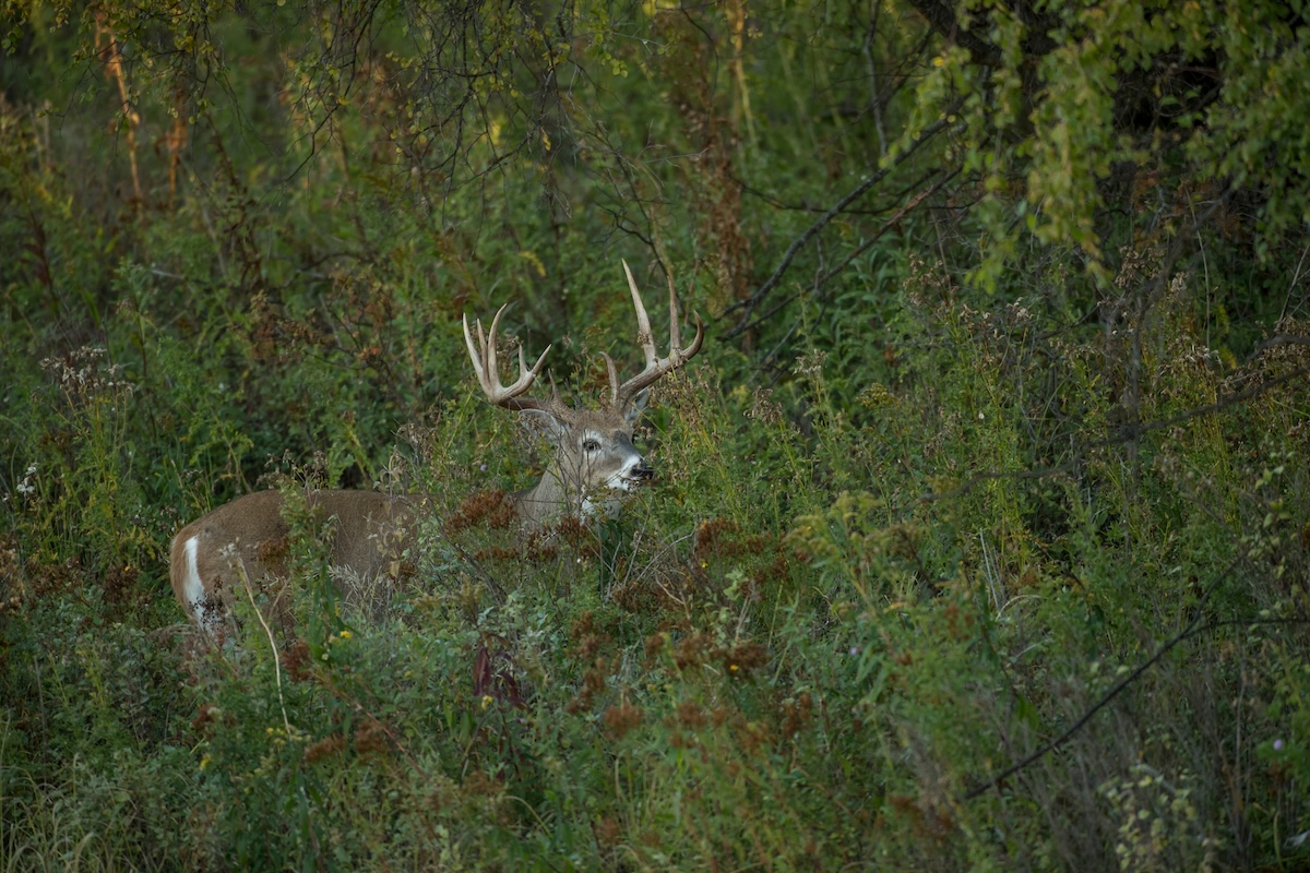 Bowhunting Big Bucks Near Big Cities