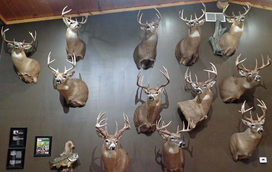 Bowhunting Big Bucks Near Big Cities