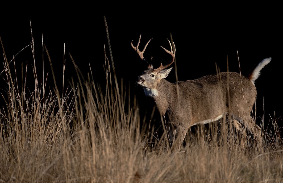 Deer Hunting Challenges
