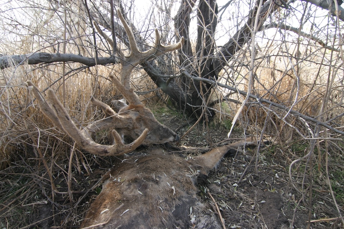 Deer Hunting Challenges