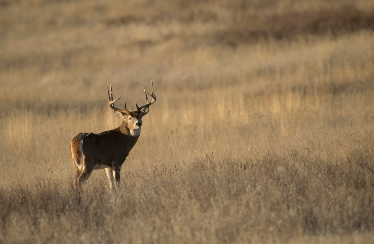 Deer Hunting Challenges