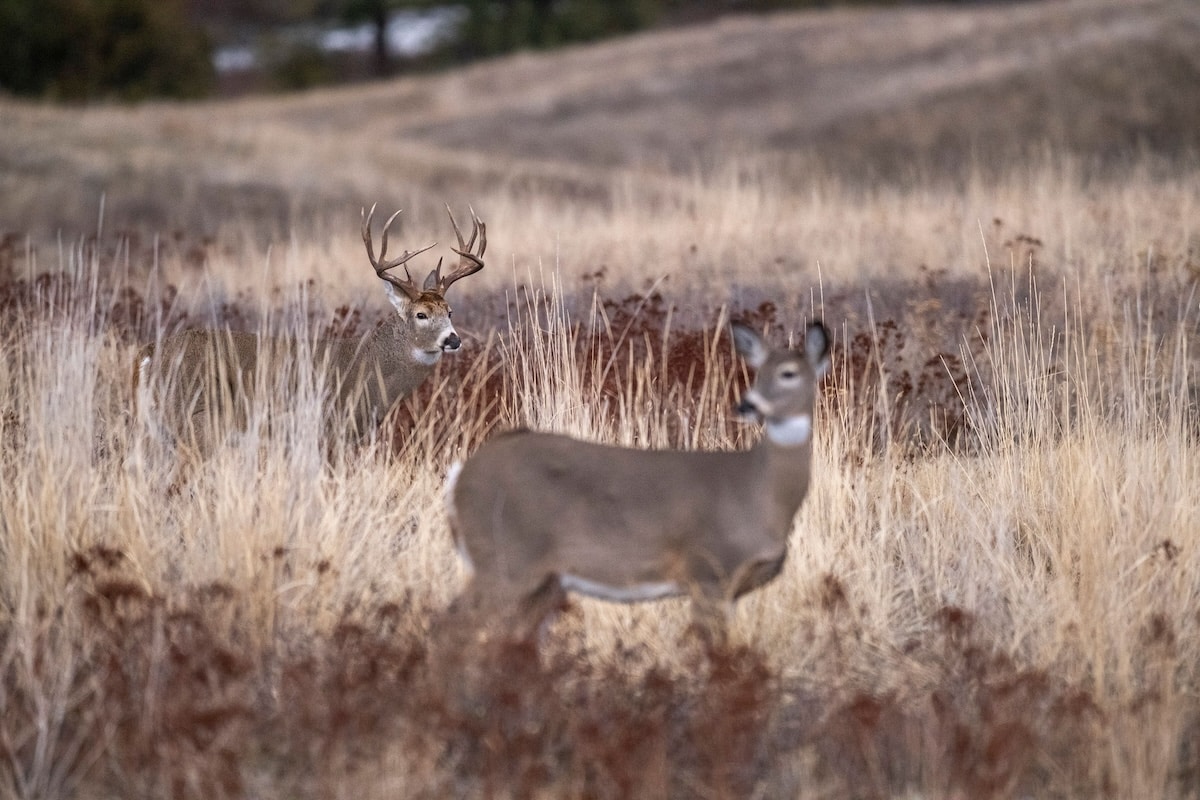 Deer Hunting Challenges