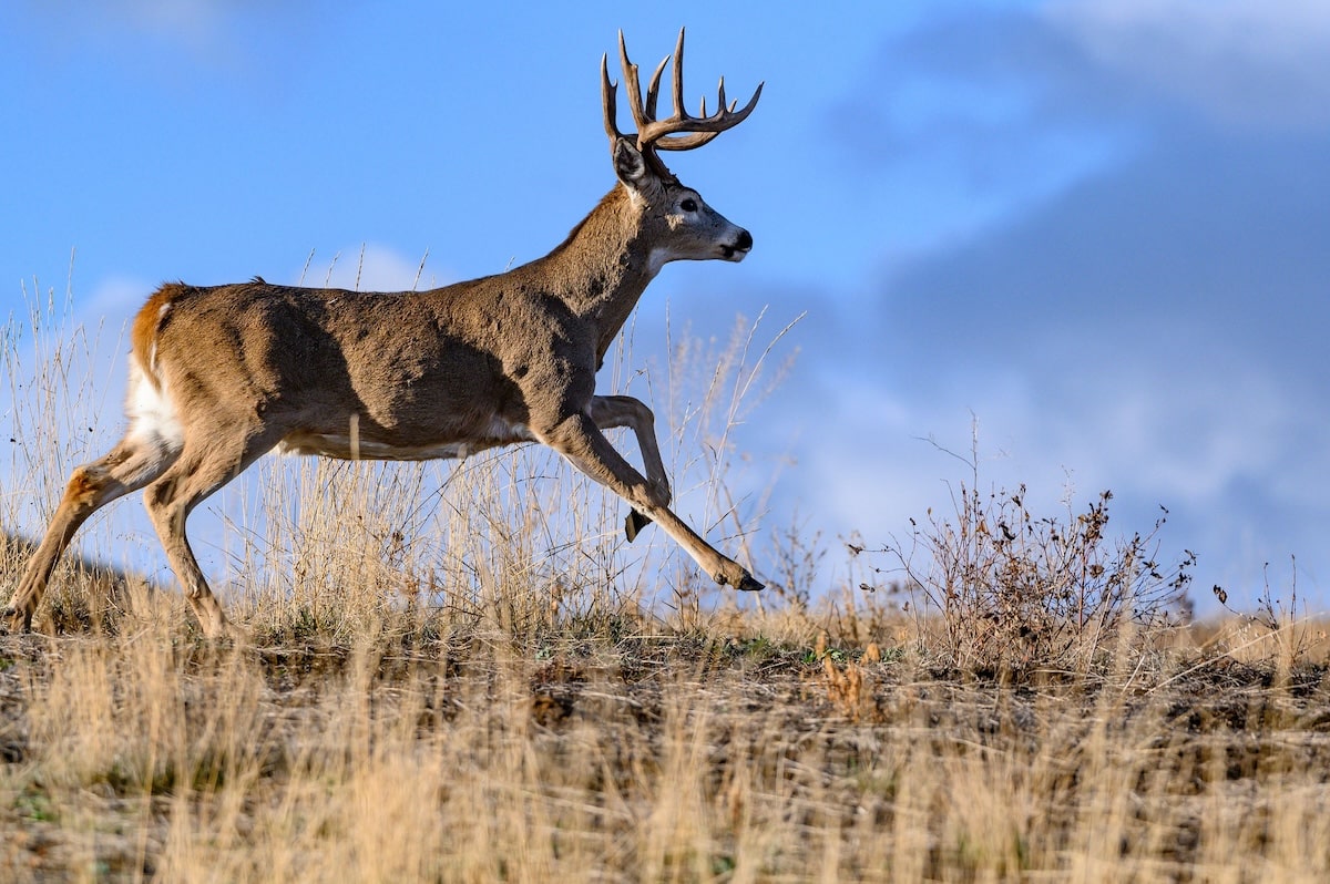 Deer Hunting Challenges