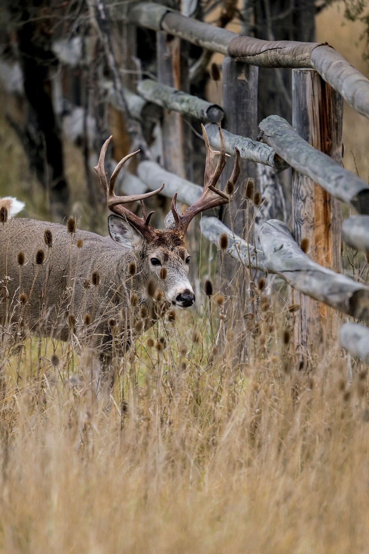 Deer Hunting Challenges