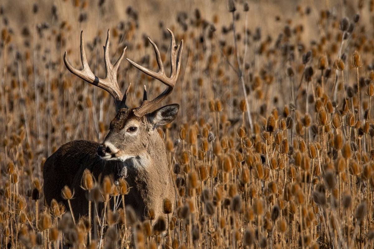 Deer Hunting In October