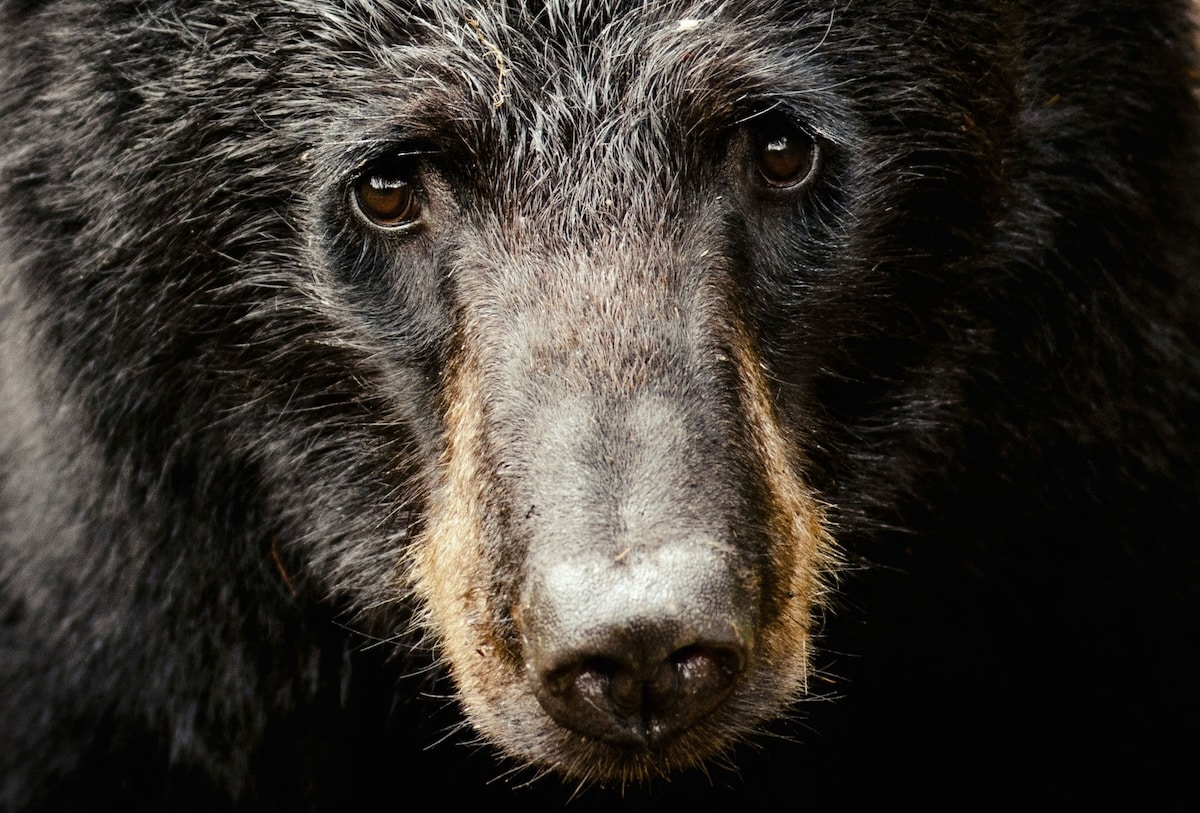 Hunting Pressured Fall Black Bears
