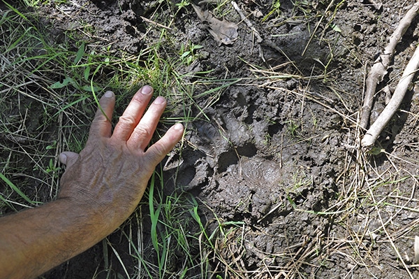 Hunting Pressured Fall Black Bears