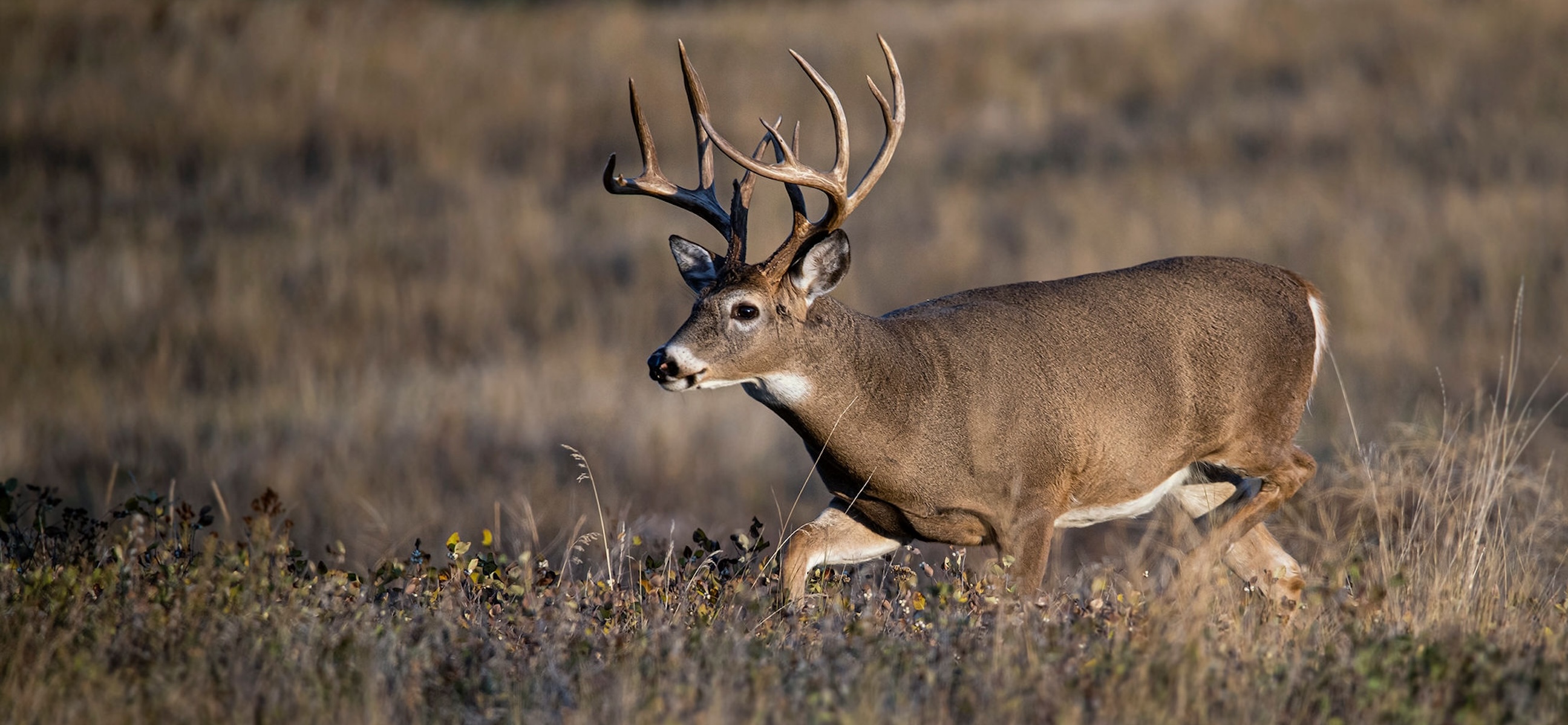 How to Shoot a Deer on Opening Day HuntStand