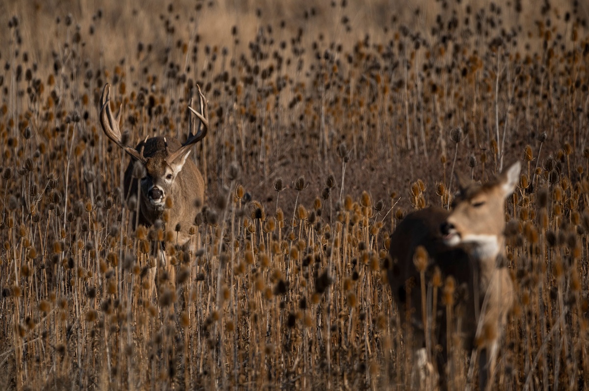 How to Shoot a Deer on Opening Day HuntStand
