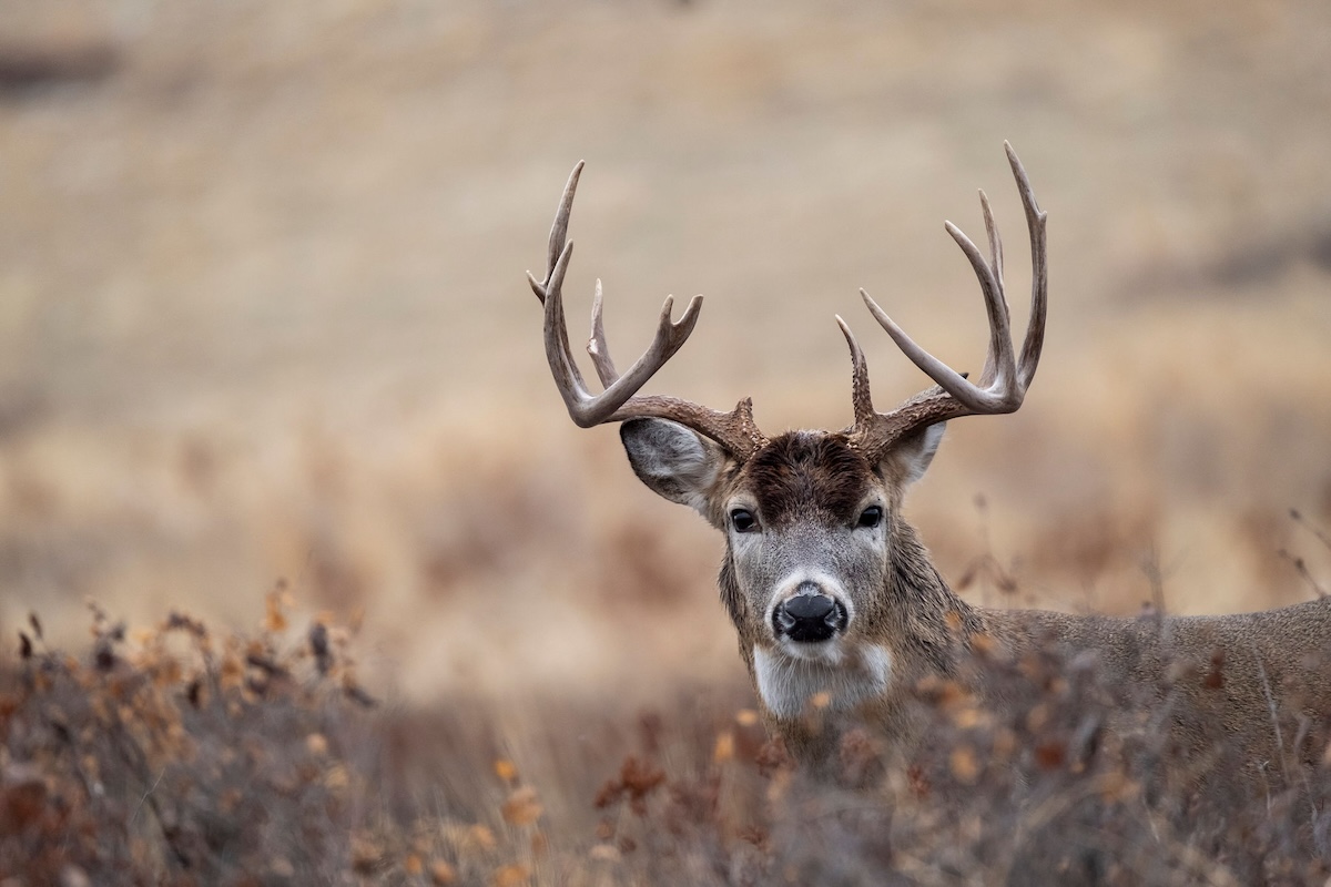 Ways to Use Trail Cameras That You Never Have Before