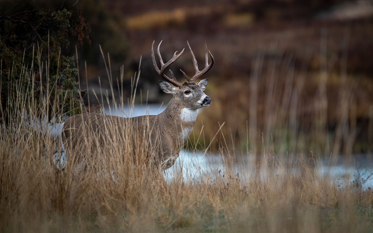 Big Public-Land Bucks