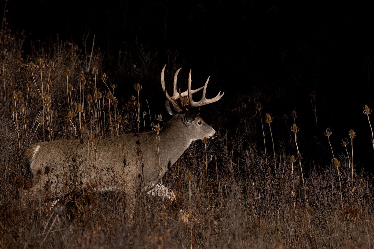 Big Public-Land Bucks