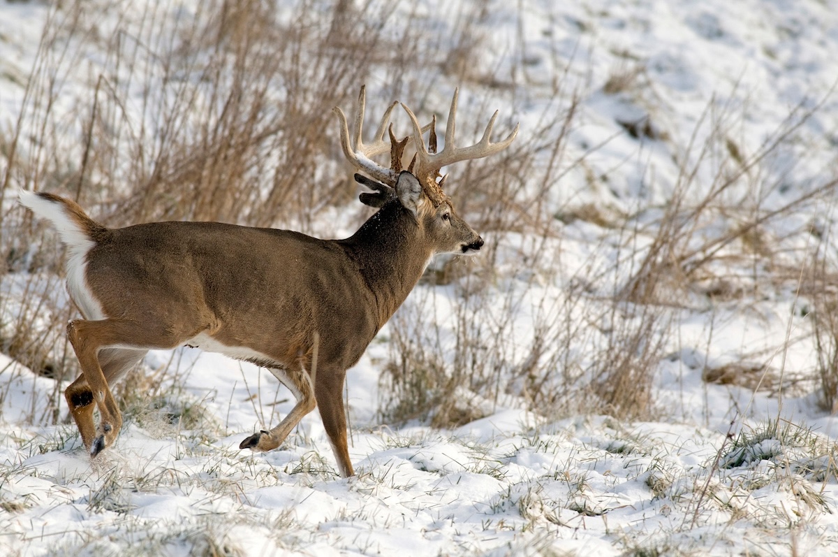 Big Public-Land Bucks