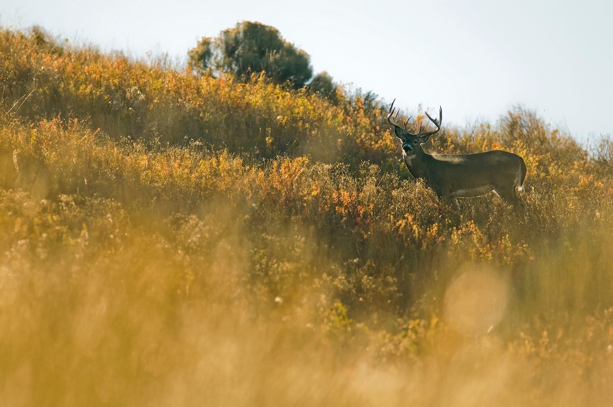 Big Public-Land Bucks