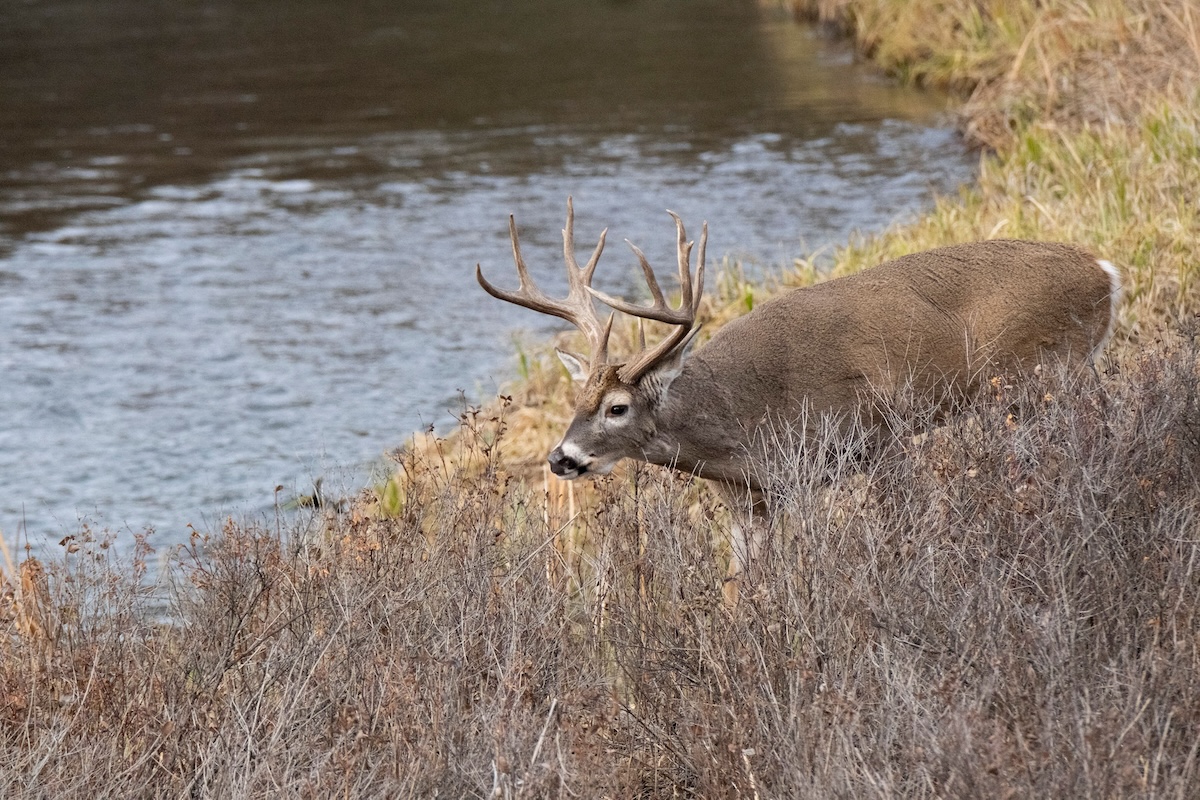 Riparian Habitat 1
