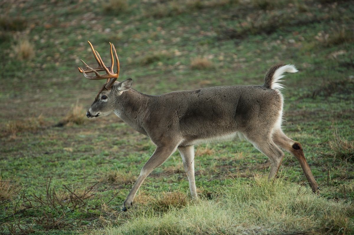 Whitetail Tarsal Gland