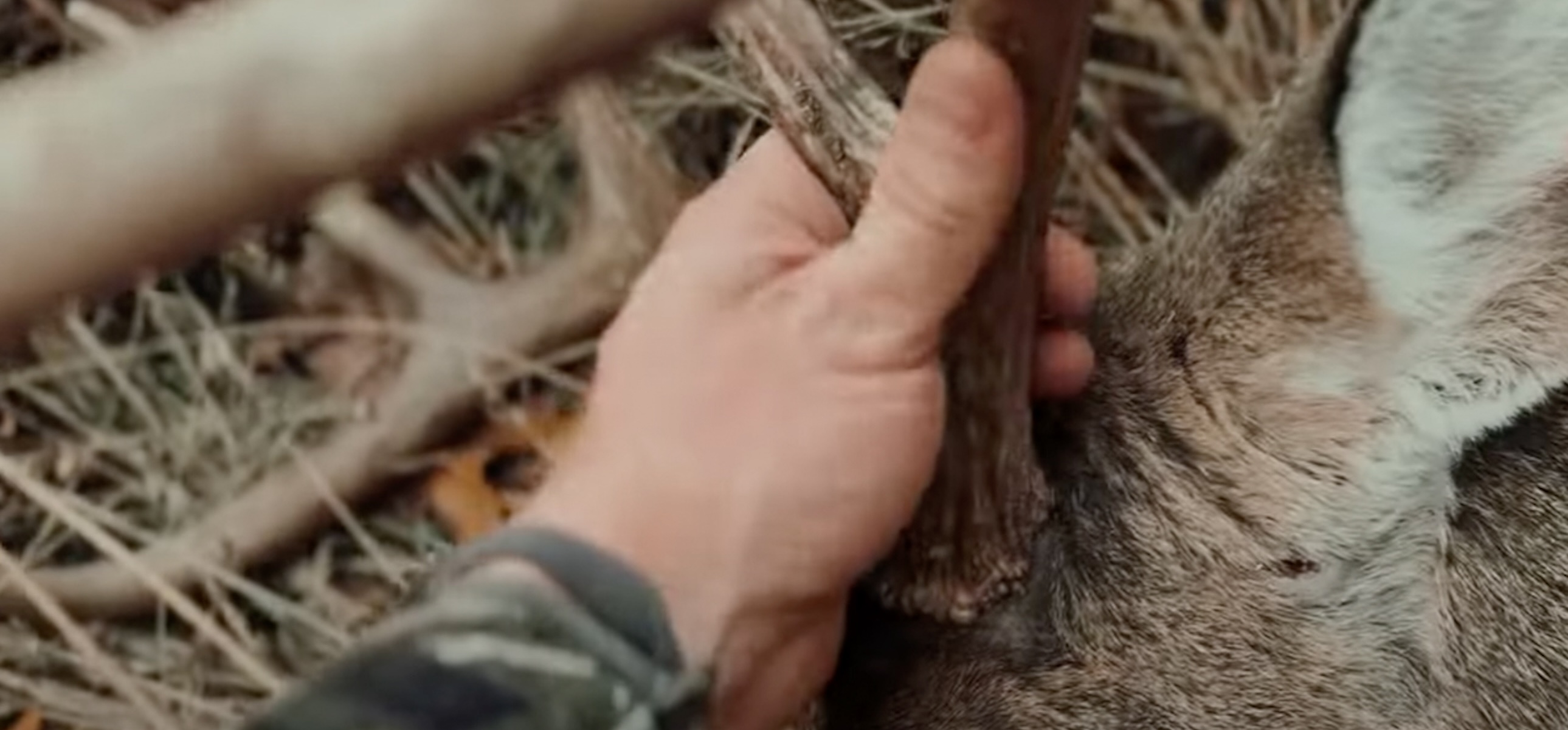 Illinois Rifle Whitetail Deer Hunt