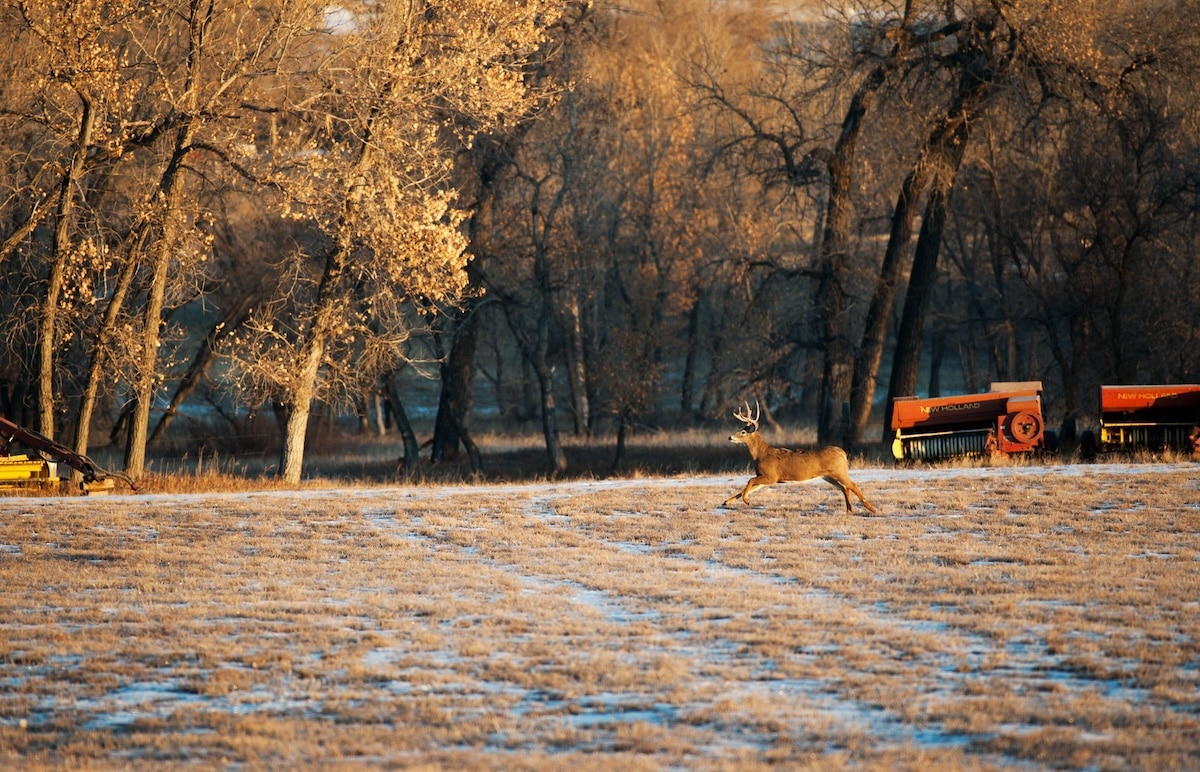 Are Deer Patterning You?