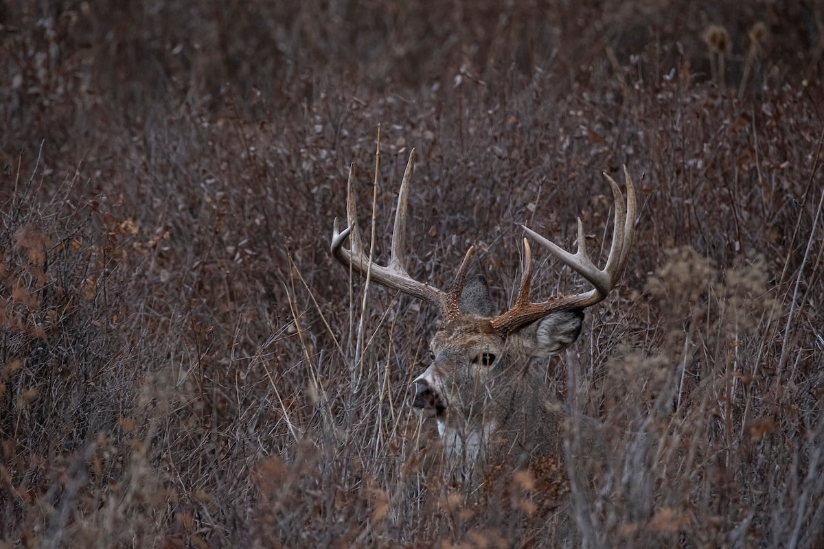 Are Deer Patterning You?