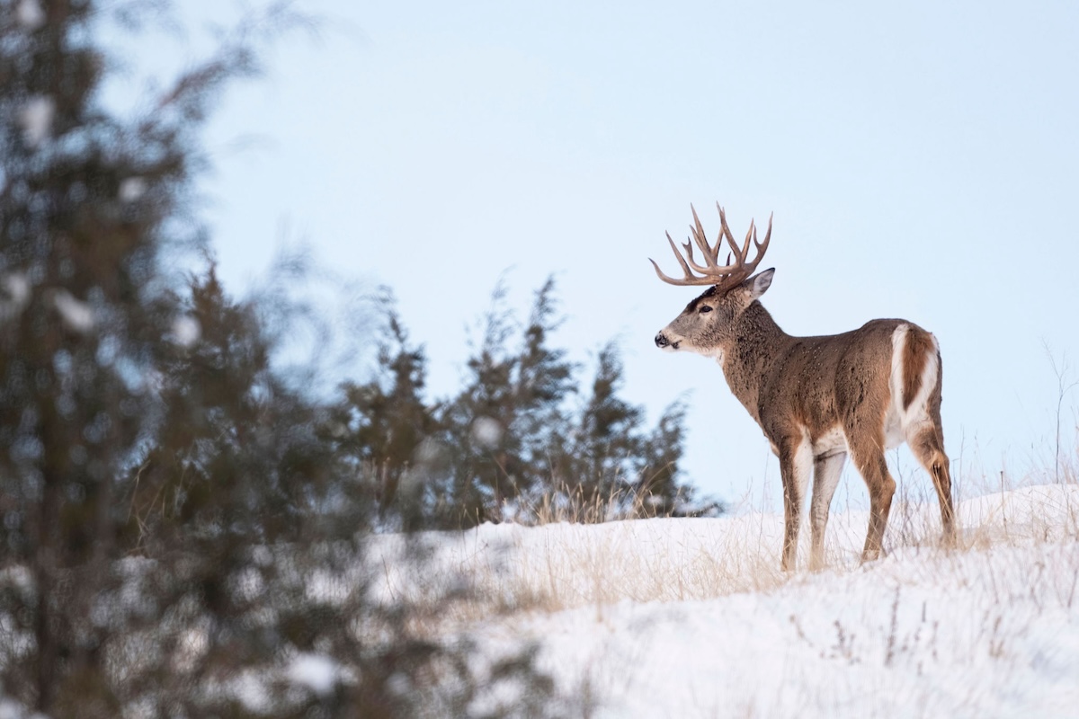 Finding Late-Season Food Sources